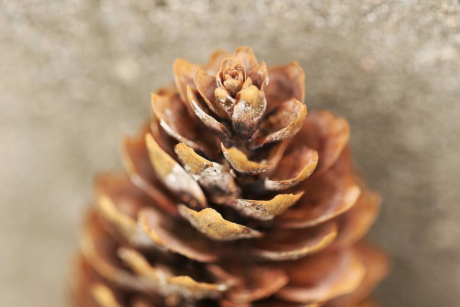 Pinecone, Nature, Forest, close-up, no people, food, day, indoors HD wallpaper