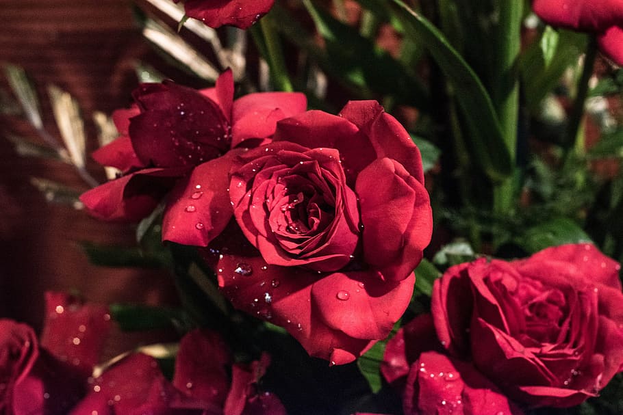 rose, red rose, flower, flowering plant, beauty in nature, petal HD wallpaper