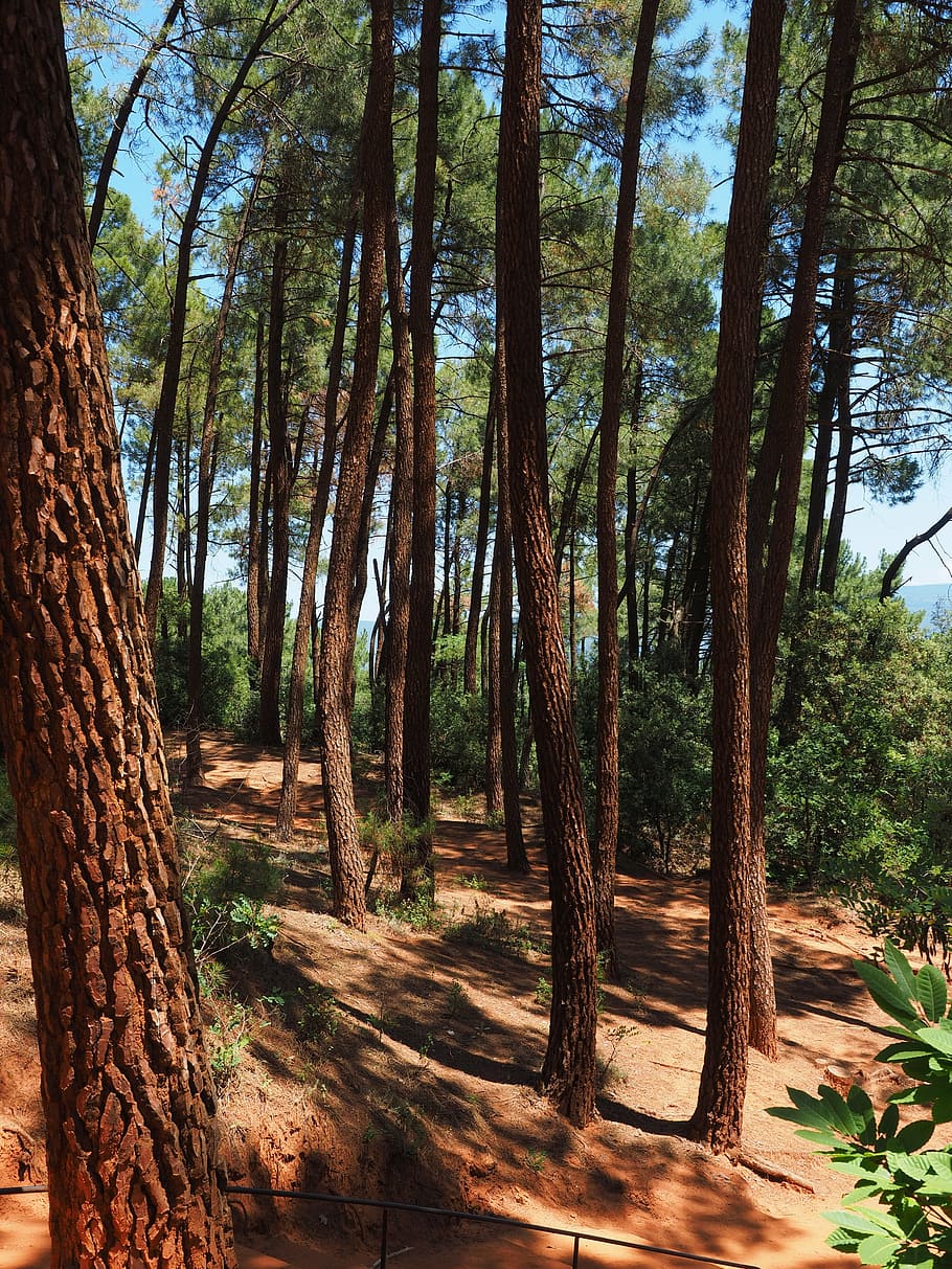 pine forest, trees, pine family, tree trunks, conifer, nature HD wallpaper