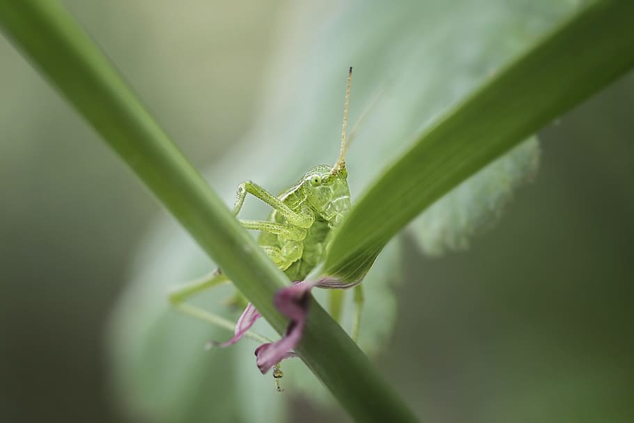 insects, grasshopper, green, green color, one animal, invertebrate HD wallpaper