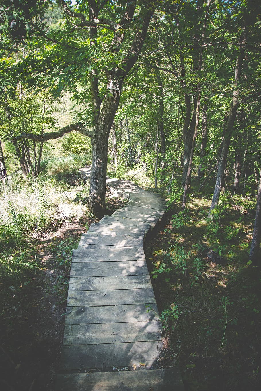 photo of pathway between trees, gray concrete pathway in forest HD wallpaper