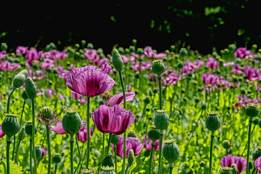 bed of pink tulips, poppy flower, poppy buds, poppy capsules, HD wallpaper