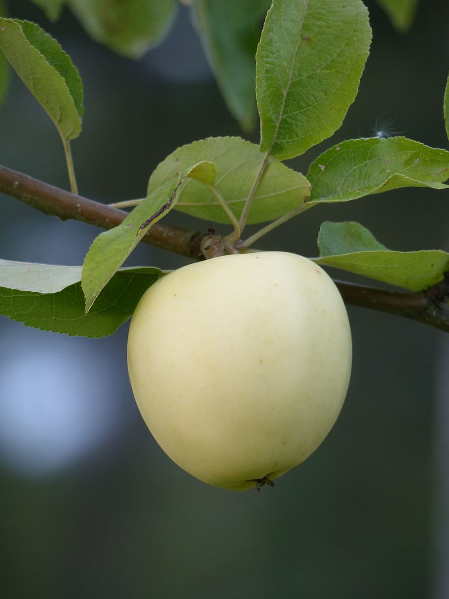 apple, yellow, tree, leaf, apple branch, summer, garden, fruit HD wallpaper