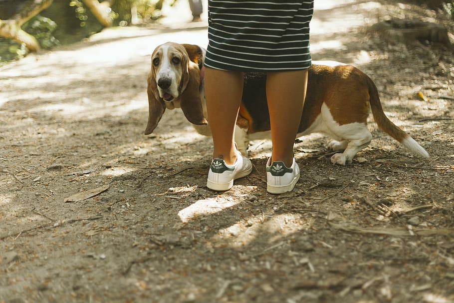 person standing in front of dog, woman standing beside basset hound