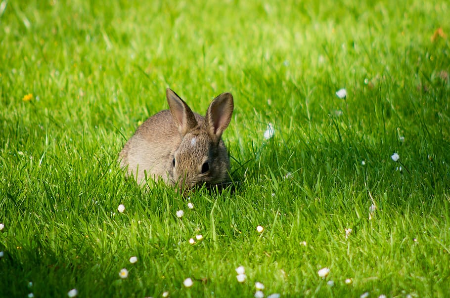 photo of gray rabbit surrounded by green grass, meadow, nature HD wallpaper