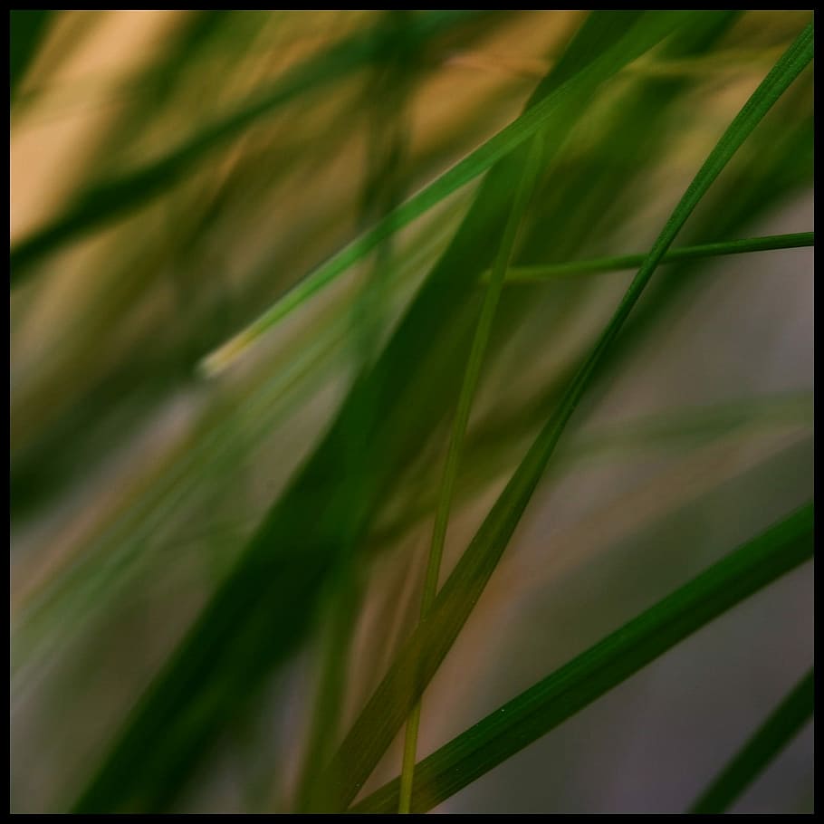 Grass, Stone, Grasses, Reed, Plant, green, nature, leaf, green color HD wallpaper