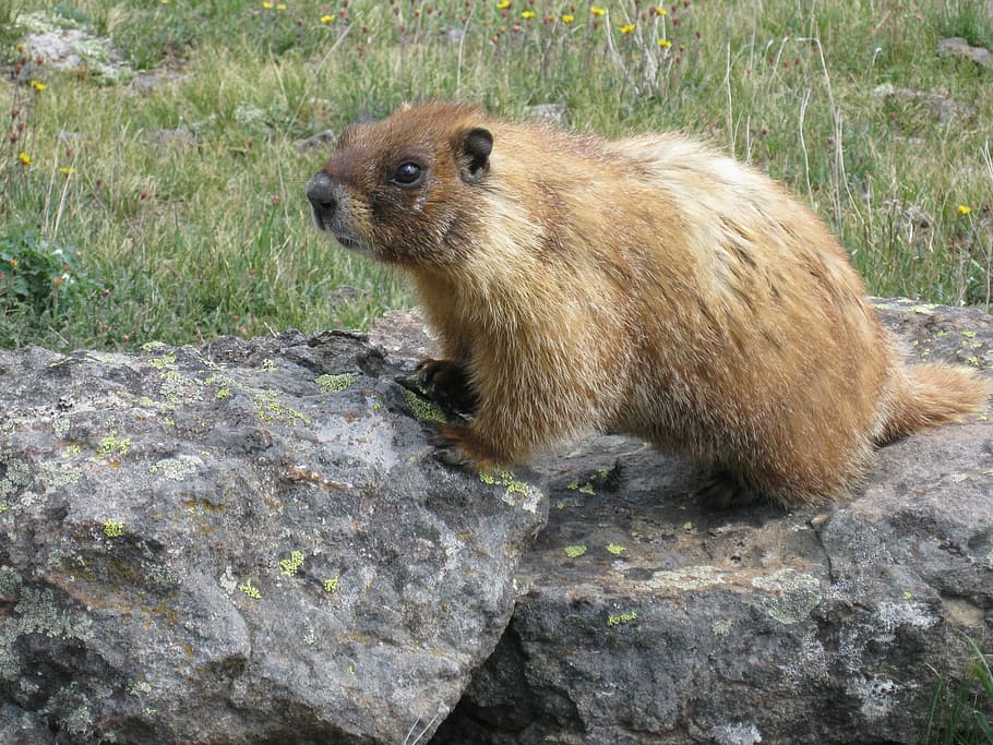 marmot, animal, wildlife, nature, rodent, mammal, outdoors, HD wallpaper