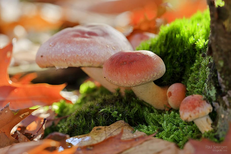 Mushroom, Forest, Nature, Autumn, Pilz, food and drink, freshness, HD wallpaper