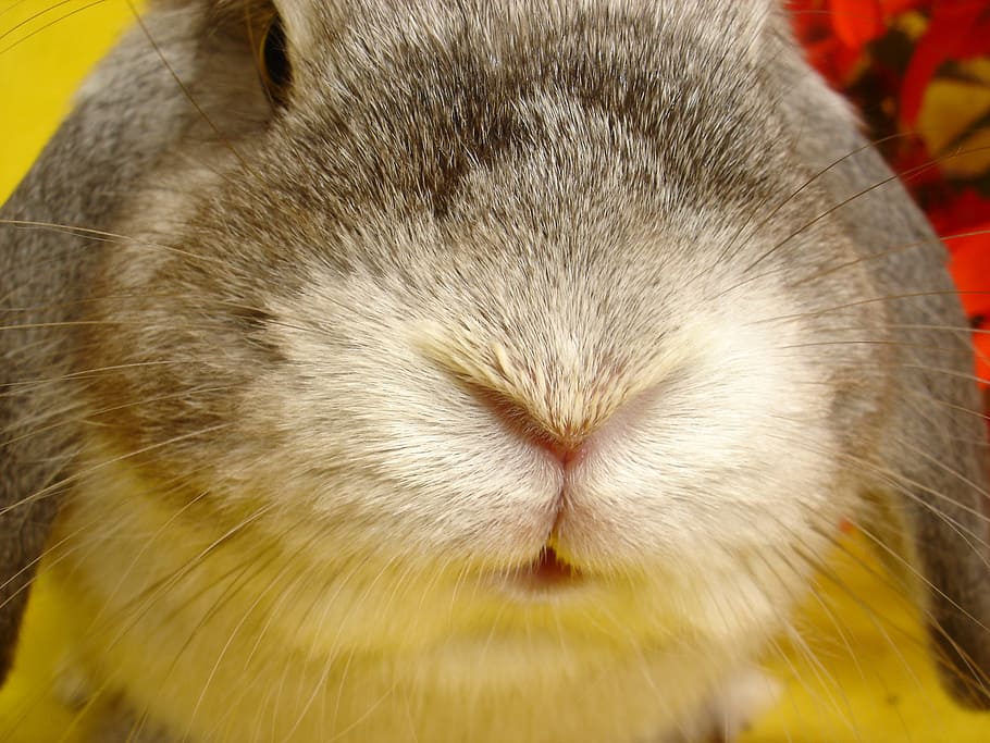 bunny, animal, my favorite, pets, cute, mammal, rodent, rabbit - Animal, HD wallpaper