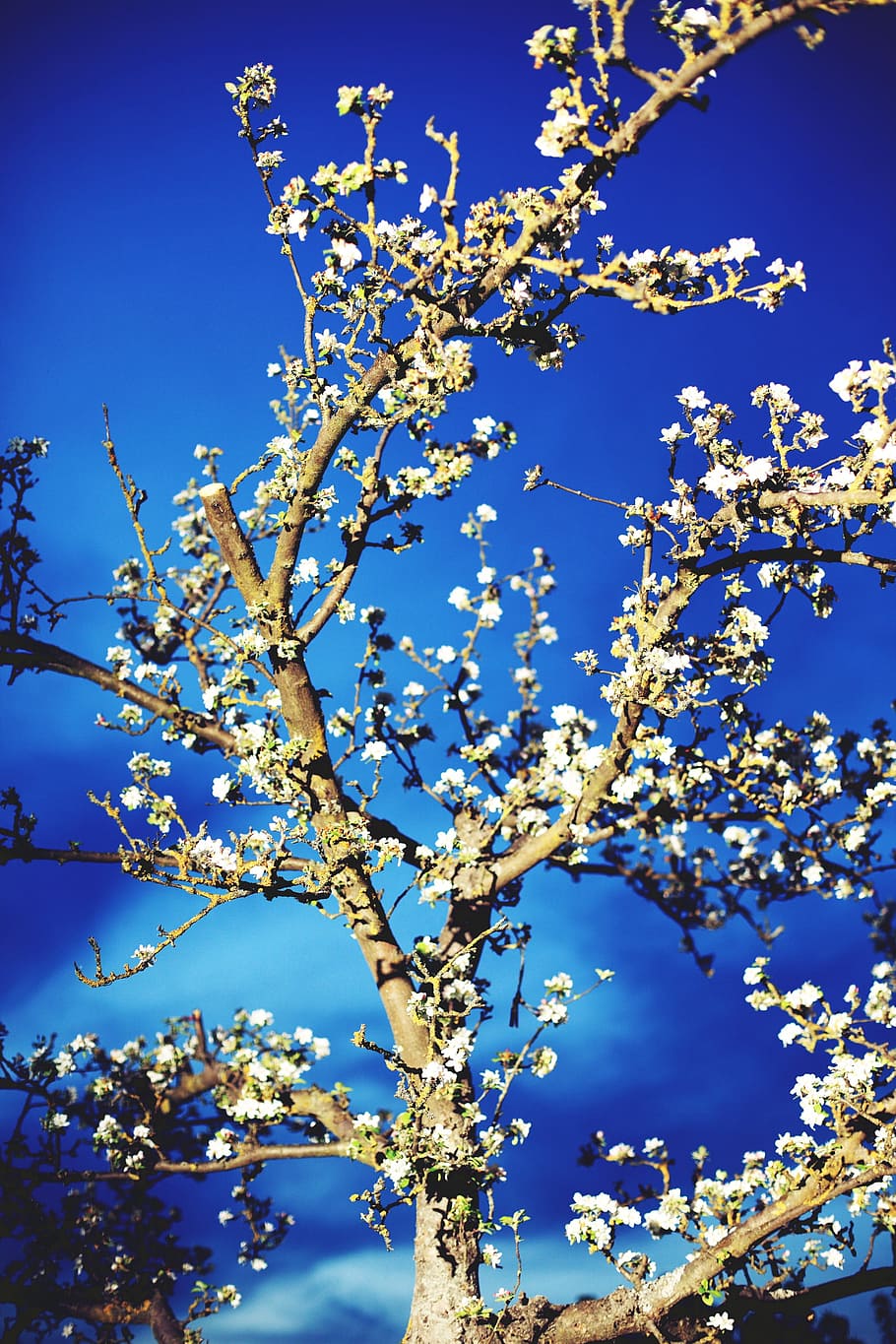Tree, Sky, Blue, Blue, Spring, Spring, Bloom, nature, branch HD wallpaper