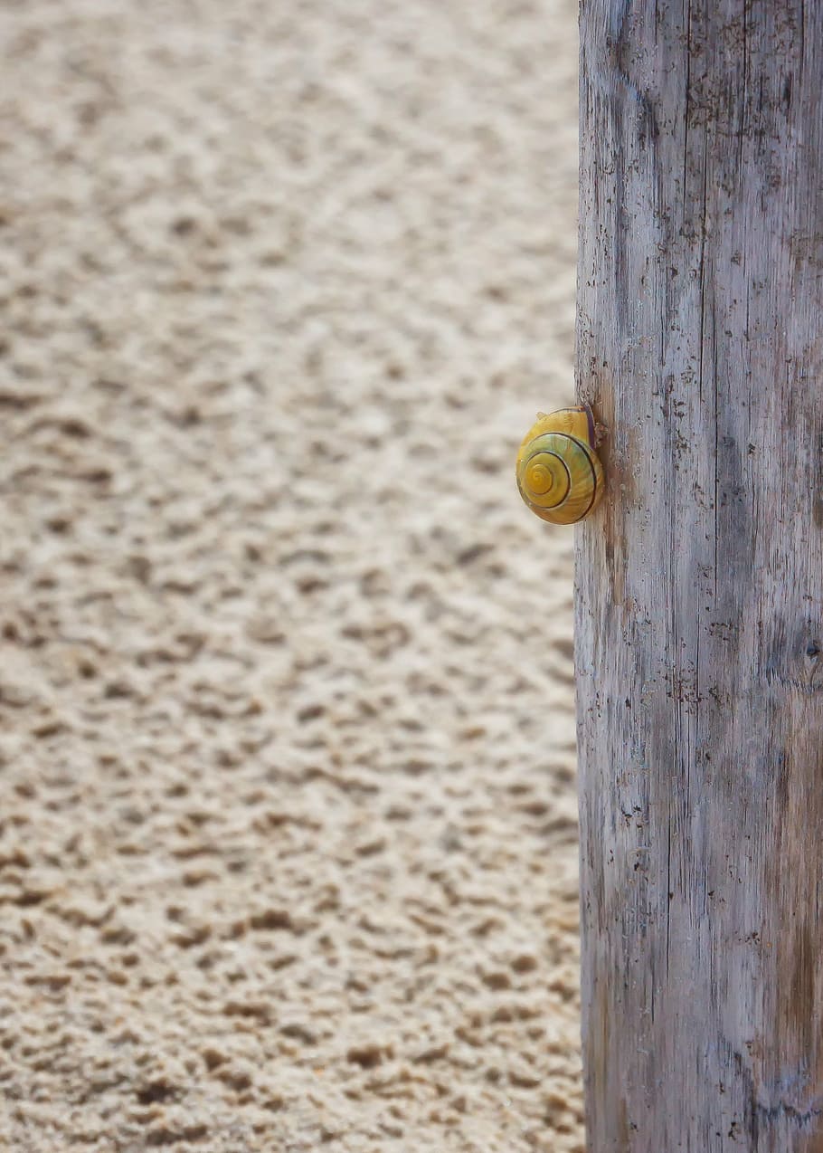 pile, wind, sand, snail, animal, nature, force of nature, shadow HD wallpaper