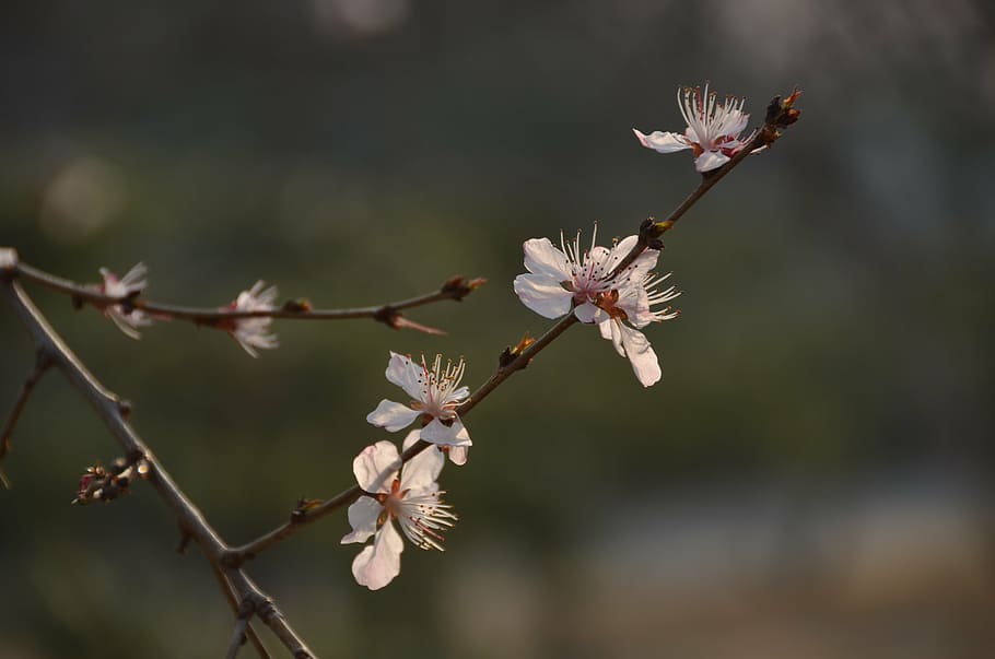 plum, branch, white blossom, spring, flower, flowering plant HD wallpaper