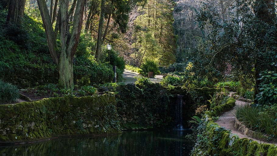 landscape photography of trees, forest, waterfall, river, park HD wallpaper