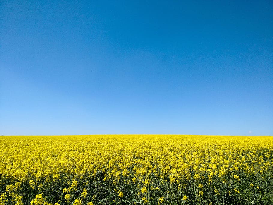 yellow rapeseed flower fields under blue sky, Oilseed Rape, bright