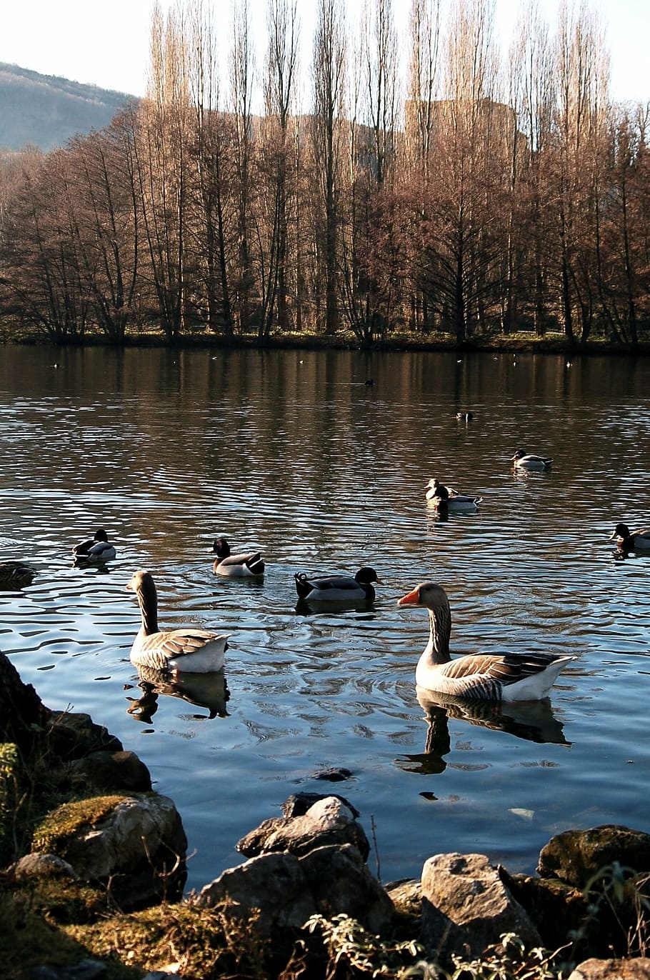 geese, ducks, landscape, nature, pond, lake, birds, ave, laguna HD wallpaper
