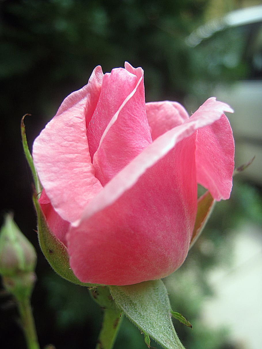 rose, pink, flower, spring, flowering plant, petal, beauty in nature HD wallpaper