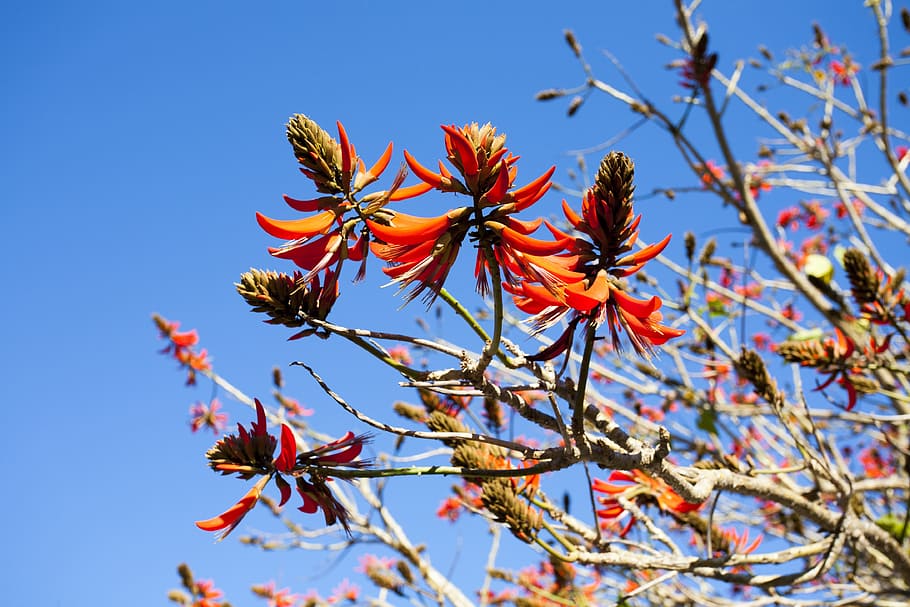 sunny, flower, natural, tree, plant, low angle view, growth HD wallpaper