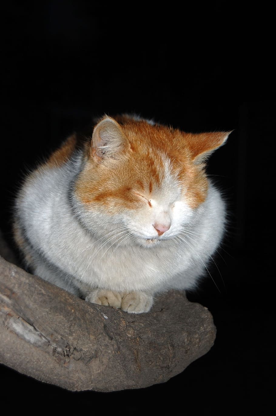 Fat Cat, Sleeping, Kitty, sleeping cat, persian cat, tabby cat HD wallpaper