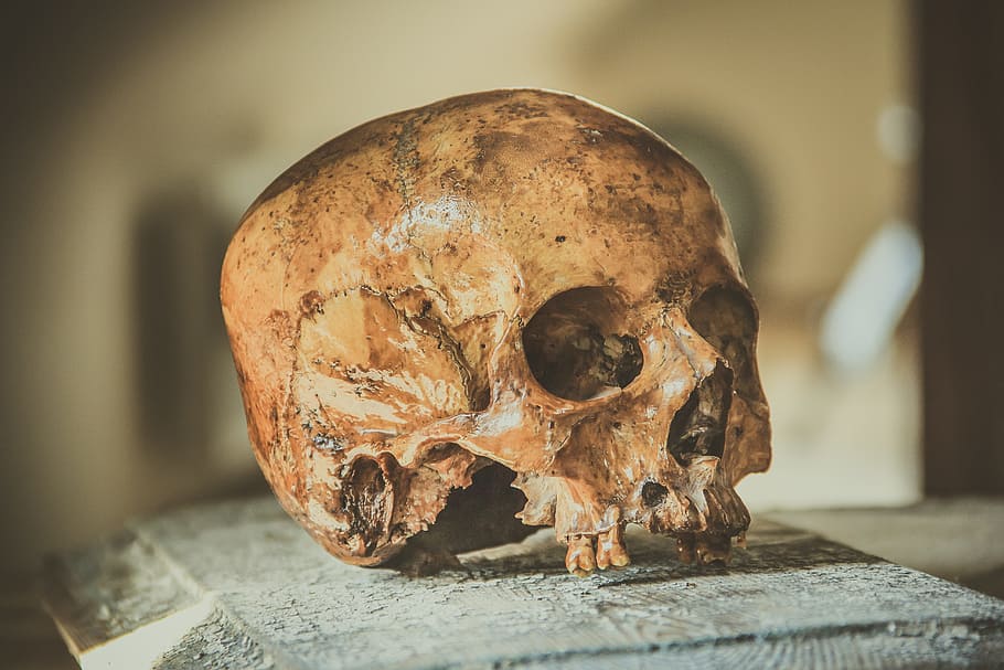 brown human skull on brown wooden panel, head, bone, symbol, death