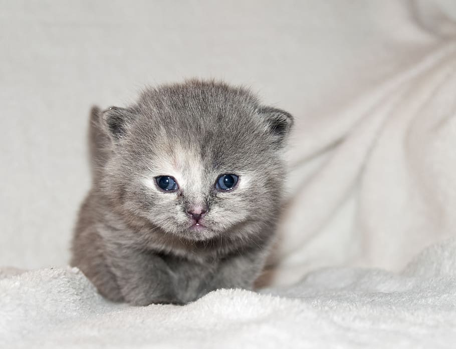 gray kitten on white textile, cat, puppy, fluffy, kitty, pets HD wallpaper