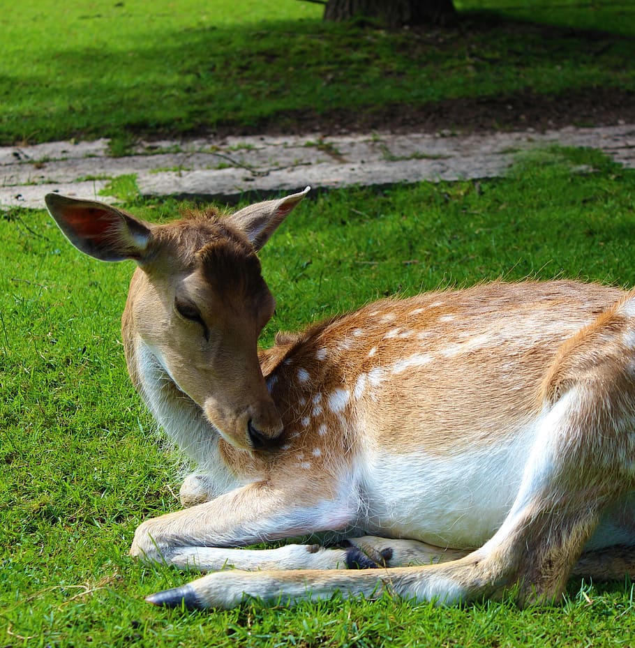 Deer, Animals, Roe, Nature, park, mammal, wildlife, grass, outdoors HD wallpaper