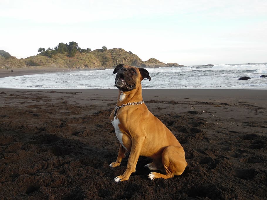 dog, boxer, beach, canine, pets, domestic, sea, water, domestic animals HD wallpaper