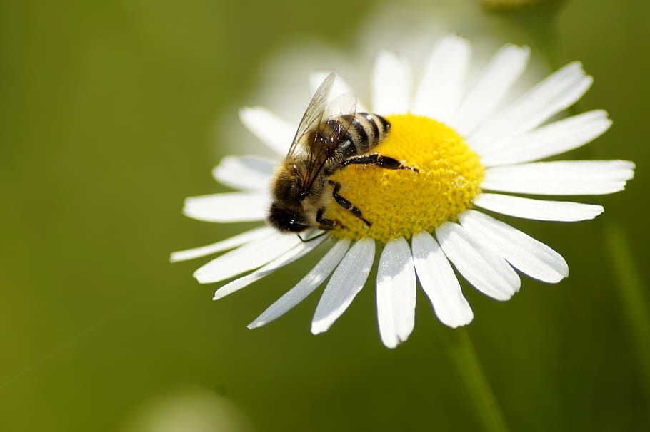 daisy, bee, flower, nature, yellow, insect, plant, close up HD wallpaper