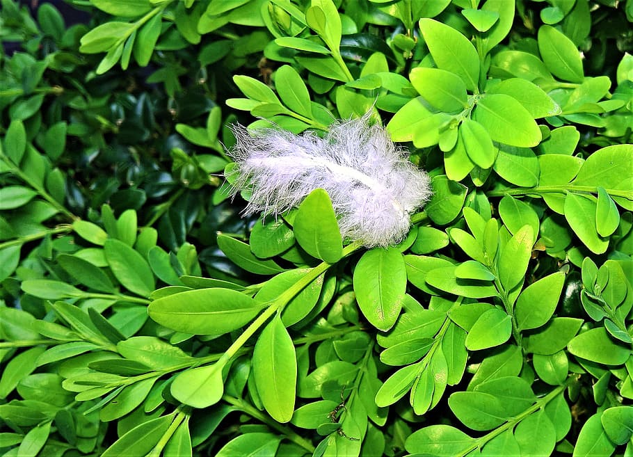 plant, boxwood, fresh new leaves, tender green, small white feather, HD wallpaper