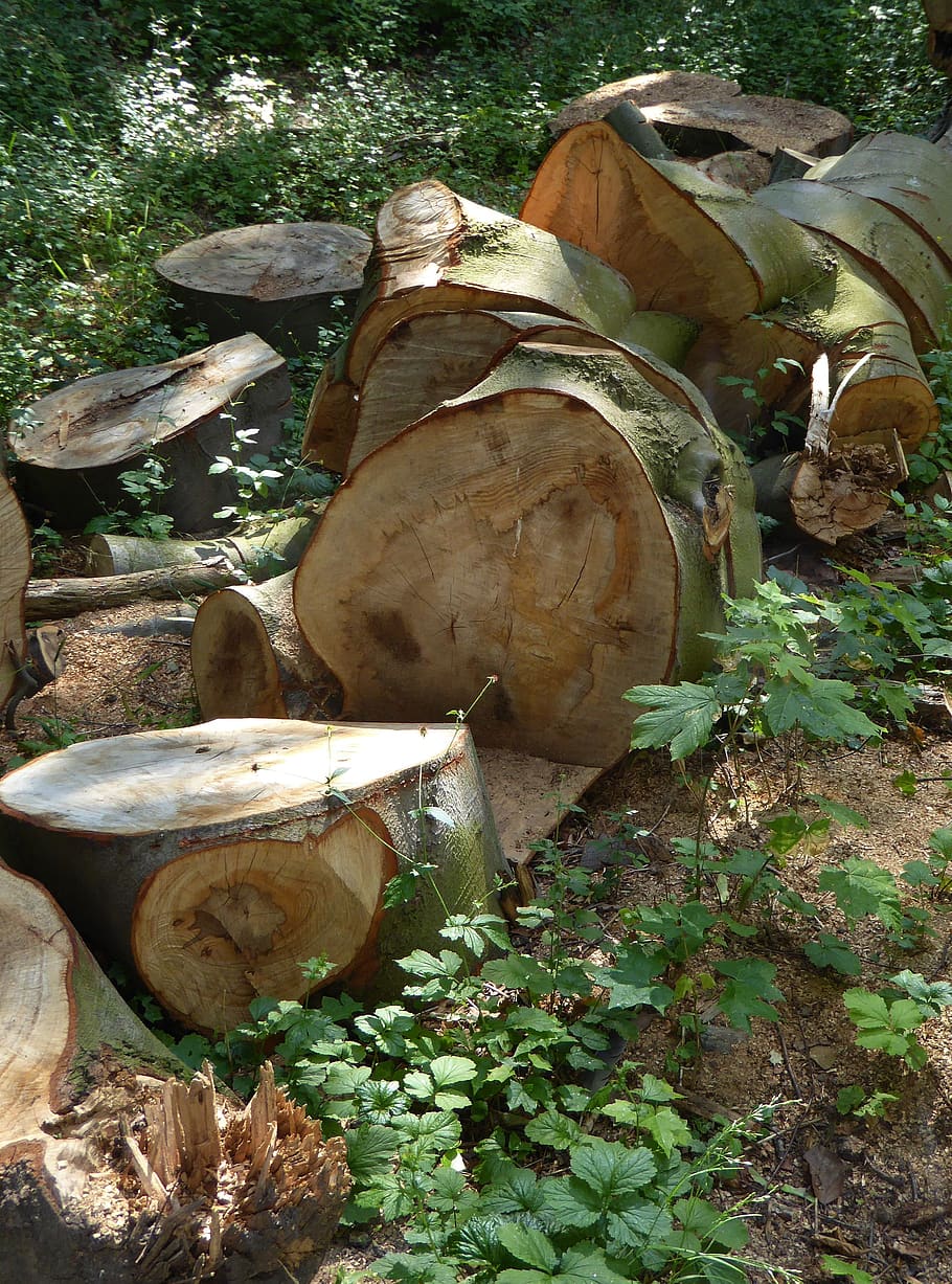 log, firewood, nature, natural colour, wood slices, sawn, plant, HD wallpaper