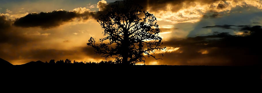 sunset, tree, nature, landscape, sky, evening, clouds, twilight HD wallpaper