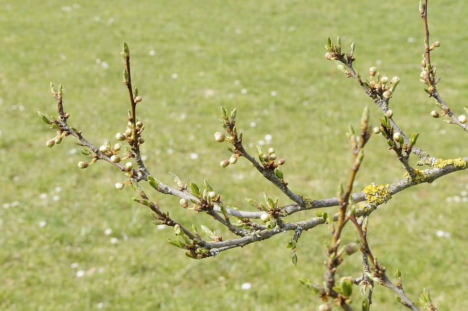 tree, sprout, knock out, april, shoots, bud, spring, lenz, renewal HD wallpaper
