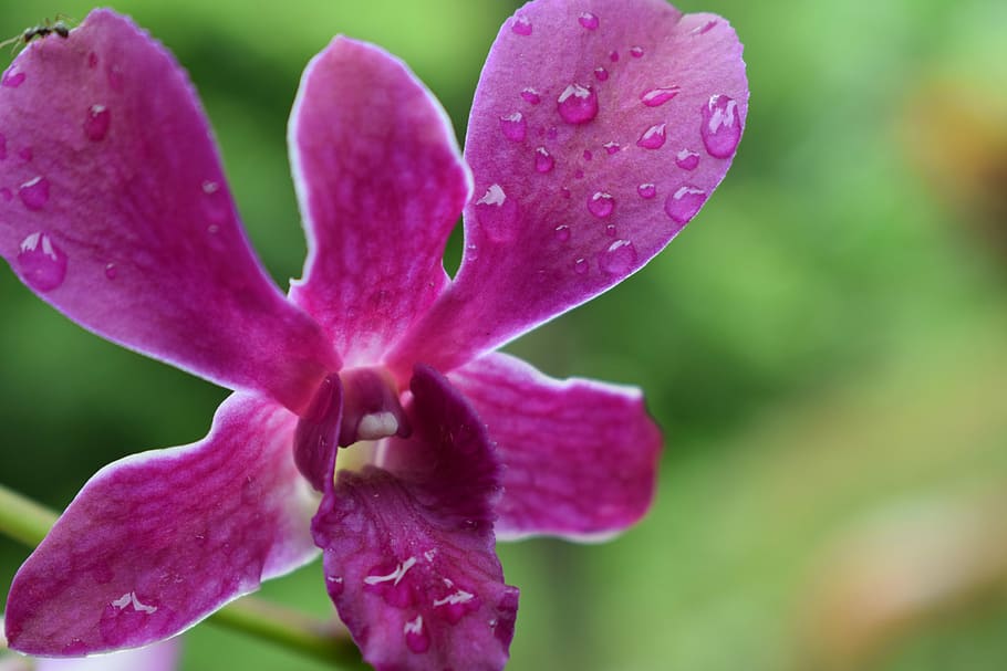 Water, Flowers, Moist, nature, petal, beauty in nature, growth HD wallpaper