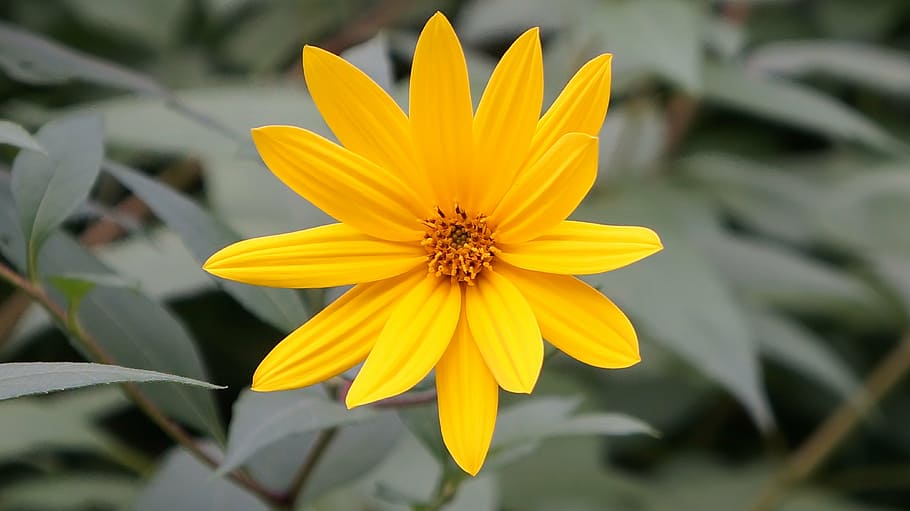 flower, blossom, bloom, close, summer, yellow flower, perennial sunflower HD wallpaper