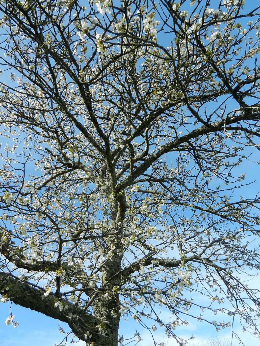 Cherry, Tree, Flowers, branch, nature, low angle view, sky HD wallpaper