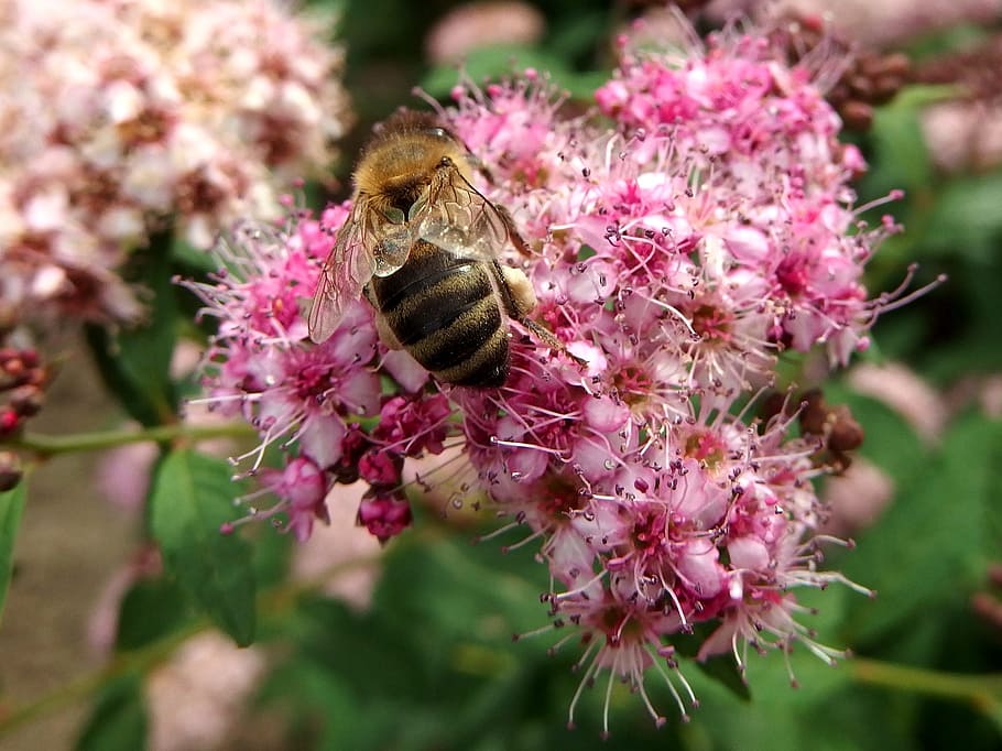 bee, pink, bush, flower, pollination, flowering plant, animal themes HD wallpaper