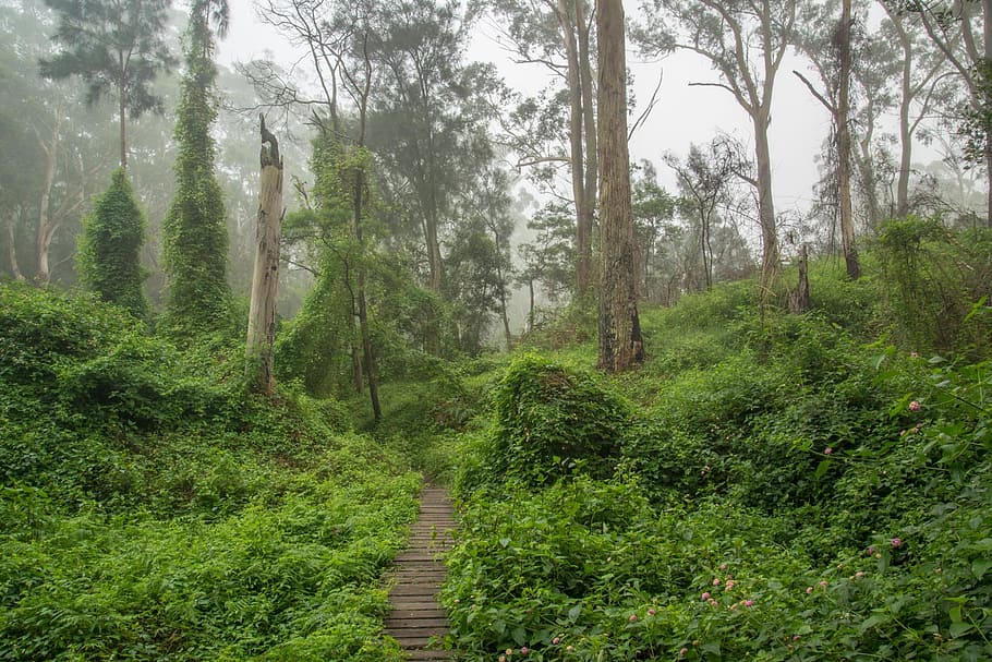 pathway between trees and grass, weeds, mist, gum trees, australia HD wallpaper