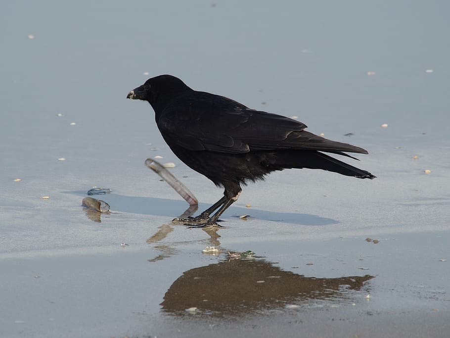 crow, eating, shell, beach, sea, bird, black, nature, animal HD wallpaper