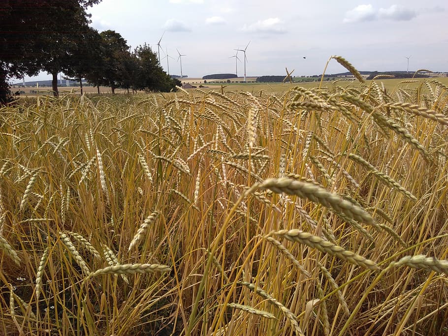 spelt, cornfield, organic grains, agriculture, plant, rural scene HD wallpaper