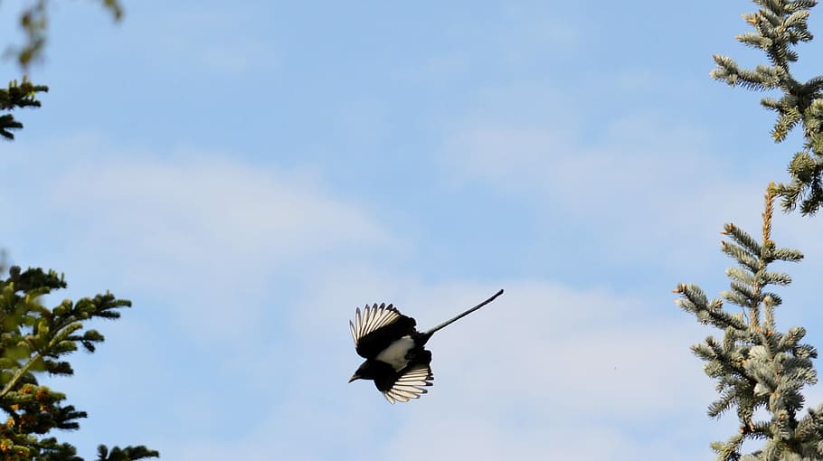 Elster, Flight, Feather, Bird, raven bird, blue sky, animal HD wallpaper