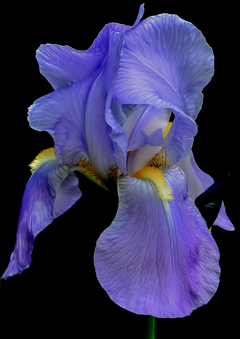 closeup photo of purple petaled flower, iris, blue, summer HD wallpaper