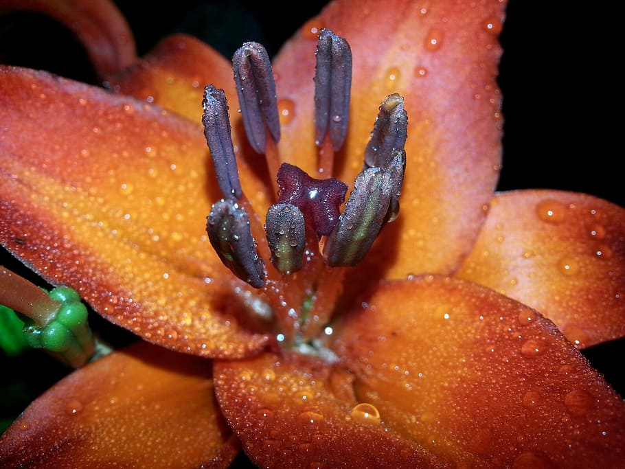 lily, orange, night shot, close-up, wet, water, drop, plant HD wallpaper