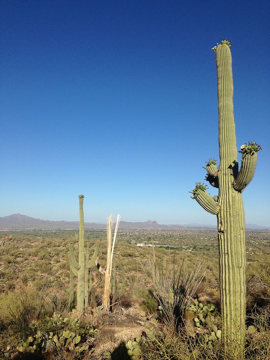 desert, cactus, arizona, sky, plant, land, scenics - nature HD wallpaper