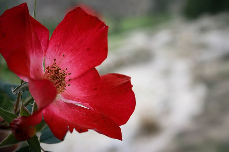 rose, flower, red, romantic, nature, love, floral, valentine HD wallpaper