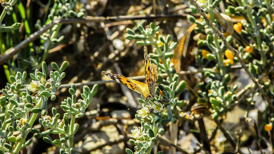 butterfly, insect, spring, nature, cyprus, working, colorful HD wallpaper