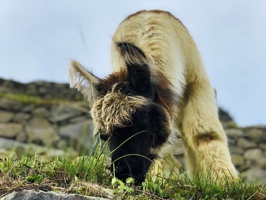 short-coated brown animal eating grass, llama, alpaca, grazing HD wallpaper