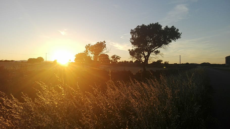 campaign, sun, shadows, tree, nature, landscape, tranquility HD wallpaper