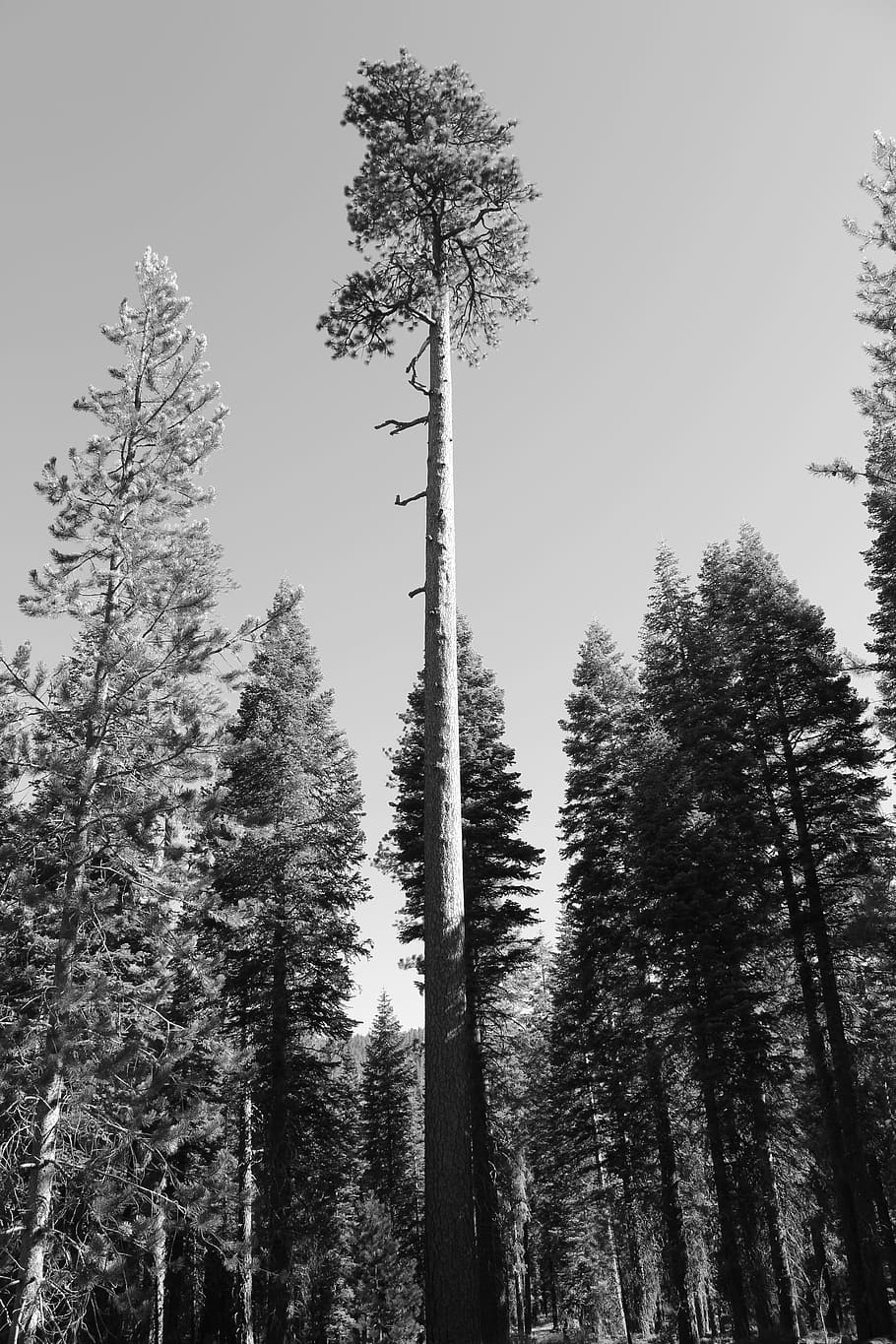 tree, giant, forest, high, big, nature, botany, flora, growth HD wallpaper