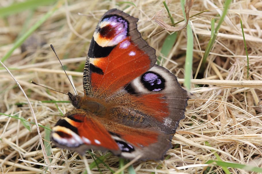 peacock, butterfly, insect, summer, eye, macro, wild, meadow HD wallpaper