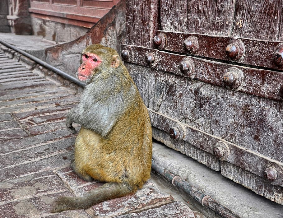 Monkey, Magot, Animal, Gateway, animals in the wild, india HD wallpaper