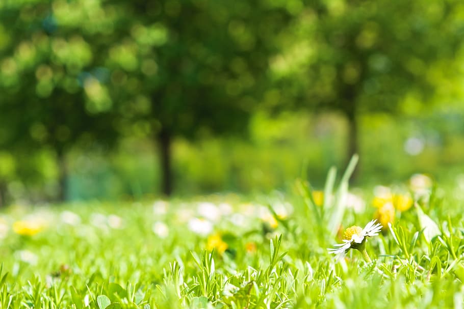 bokeh photography of yellow flower, Spring, Meadow, Daisy, Nature HD wallpaper